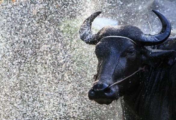 Buffalo