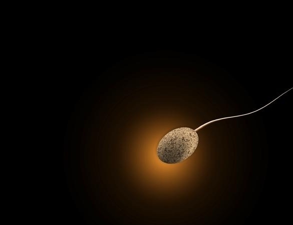 sperm